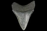 Fossil Megalodon Tooth - South Carolina #130726-2